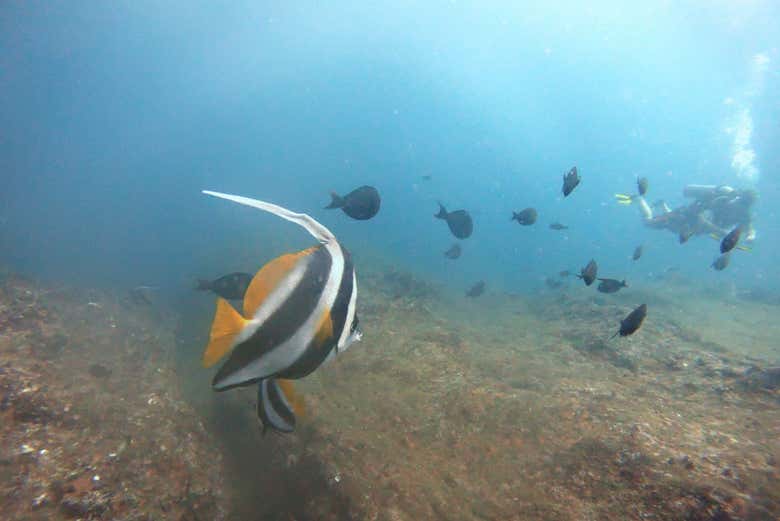 Buceo en Mirissa