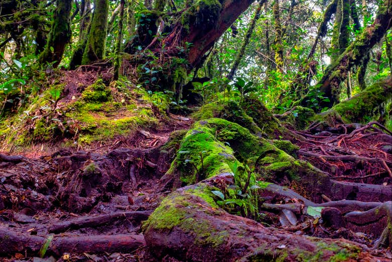 Excursión a Mossy Forest