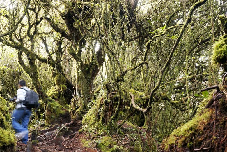 Excursión a Mossy Forest