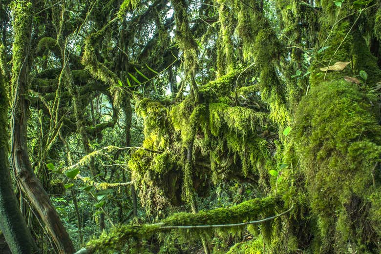 Excursión a Mossy Forest