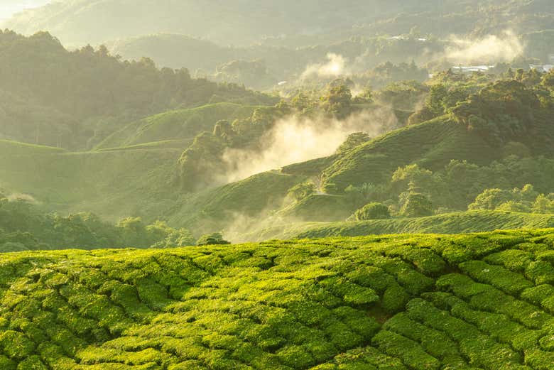Amanecer en las Cameron Highlands
