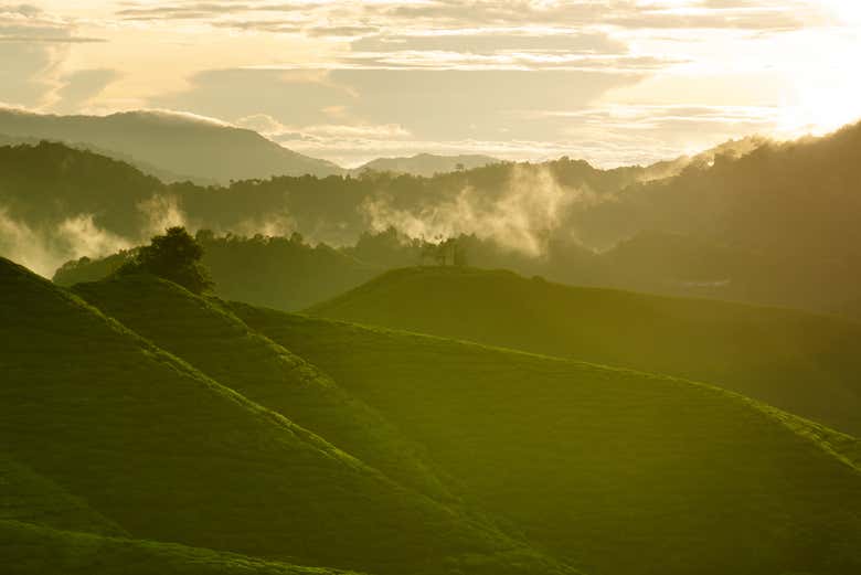 Amanecer en las Cameron Highlands