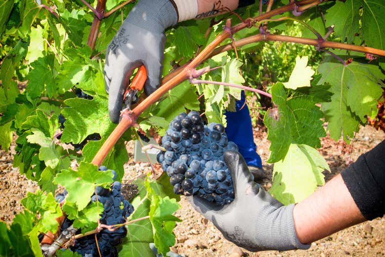 Visita a la bodega Tr3smano