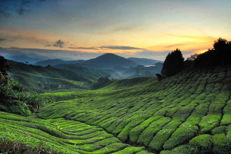 Tour por las Cameron Highlands