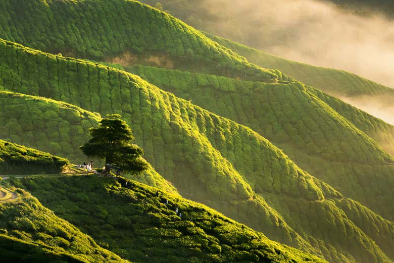 Tour por las Cameron Highlands