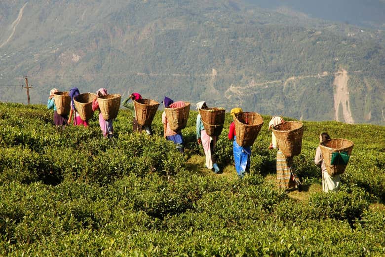 Tour por las Cameron Highlands