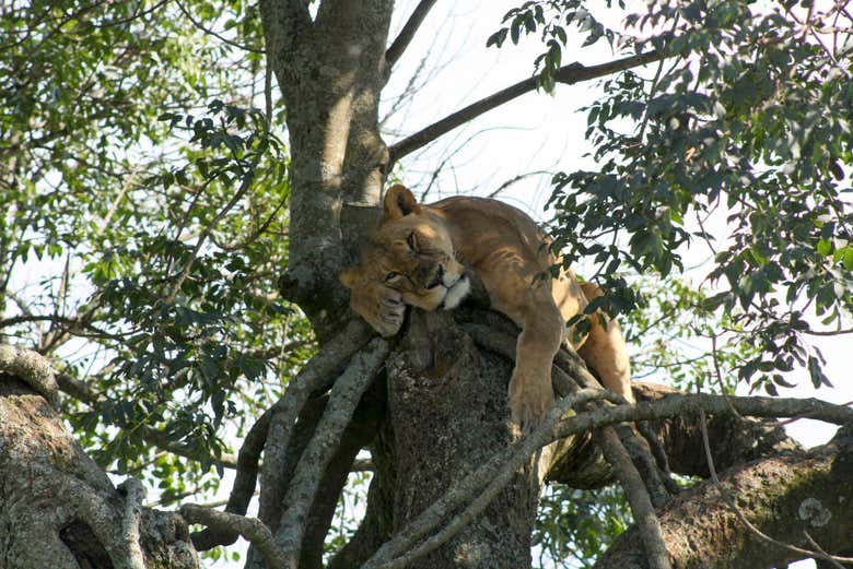 Safari de 5 días por Masái Mara, Lago Nakuru y Parque Nacional Aberdare
