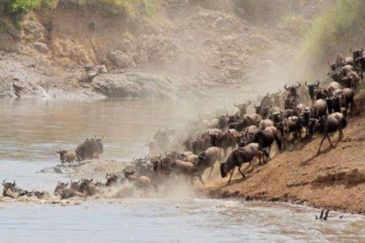 Safari de 7 días por Masái Mara, Amboseli, Hell's Gate y Lago Nakuru