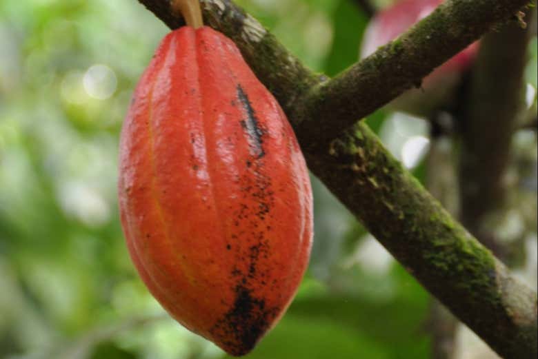 Tour del cacao
