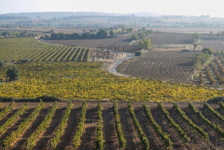 Visita a la bodega ENATE