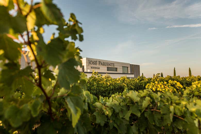Visita a las bodegas José Pariente