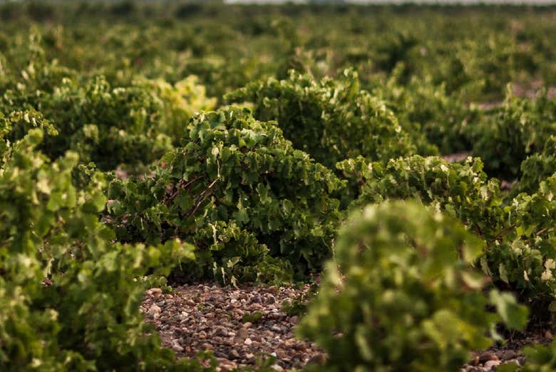 Visita a las bodegas José Pariente