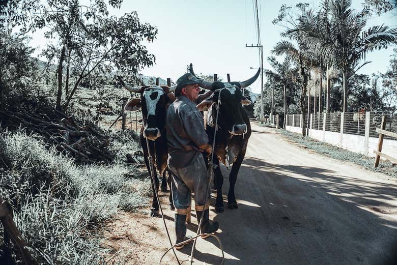 Tour de la cachaça por Garopaba