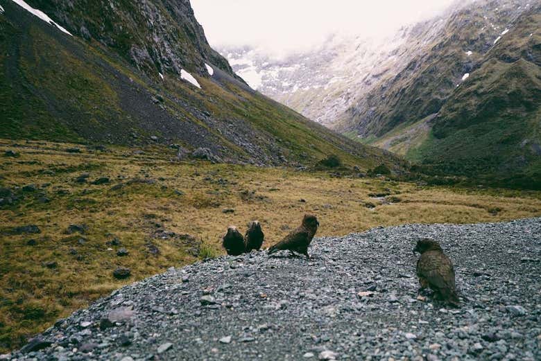Excursión al fiordo Milford Sound