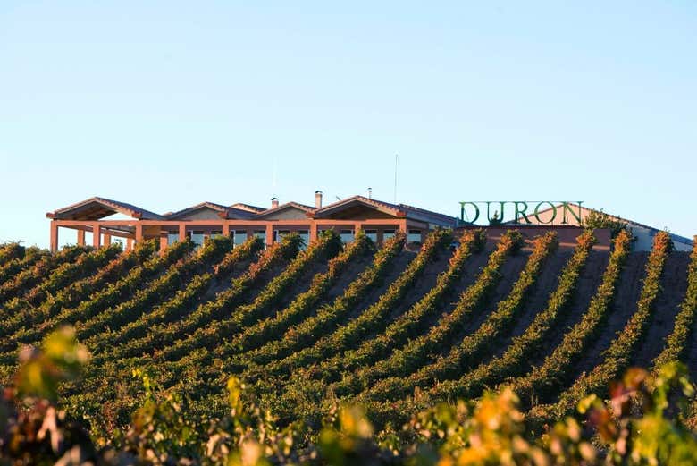 Visita a las bodegas Durón