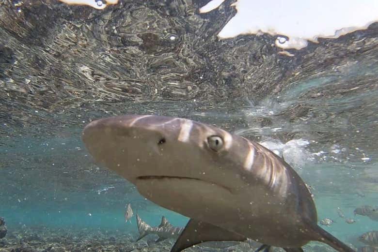 Avistamiento de tiburones limón en la isla de Sal