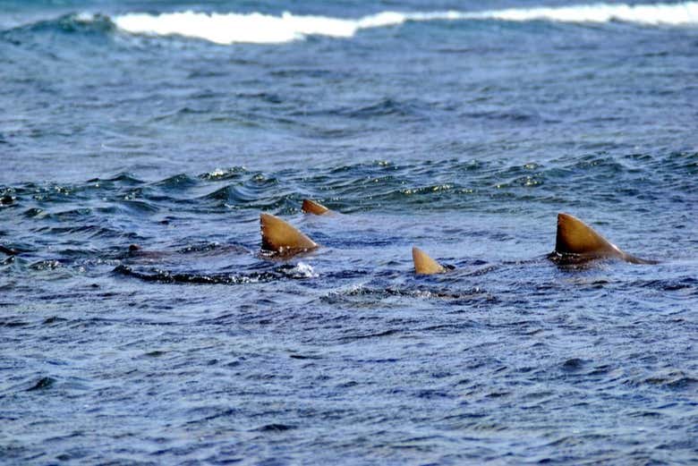 Avistamiento de tiburones limón en la isla de Sal - Galería 1