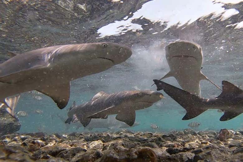 Avistamiento de tiburones limón en la isla de Sal - Galería 2