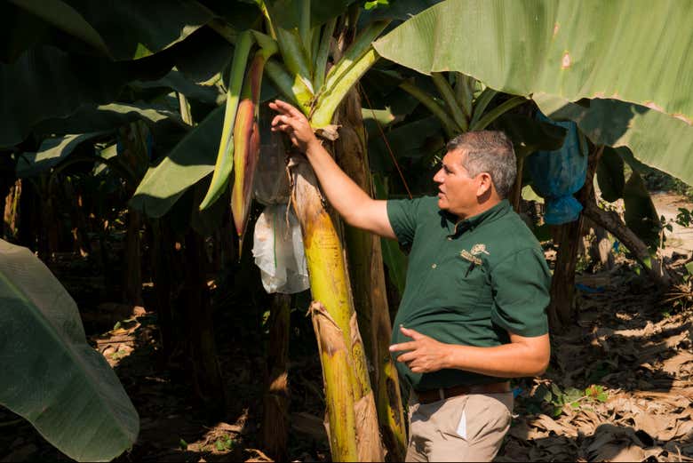 Tour de la fruta tropical