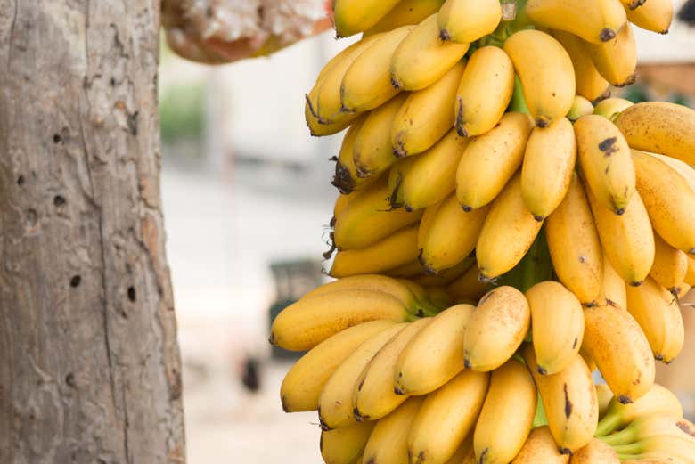 Tour de la fruta tropical
