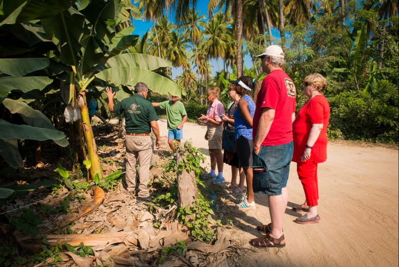 Tour de la fruta tropical