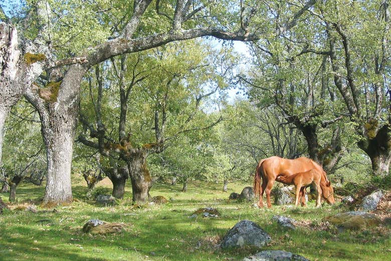 Senderismo por el bosque vetón de Cabezabellosa