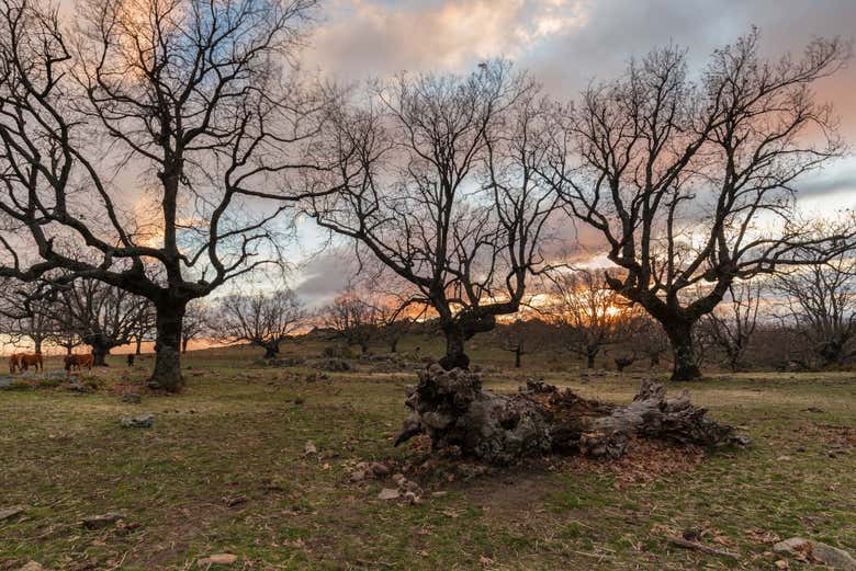 Senderismo por el bosque vetón de Cabezabellosa