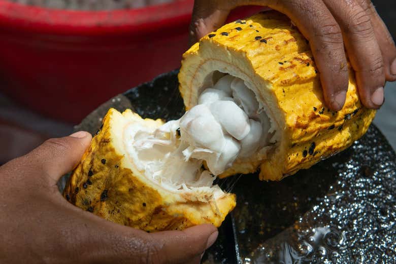 Visita a una finca de cacao