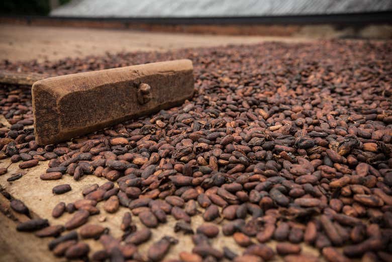 Visita a una finca de cacao