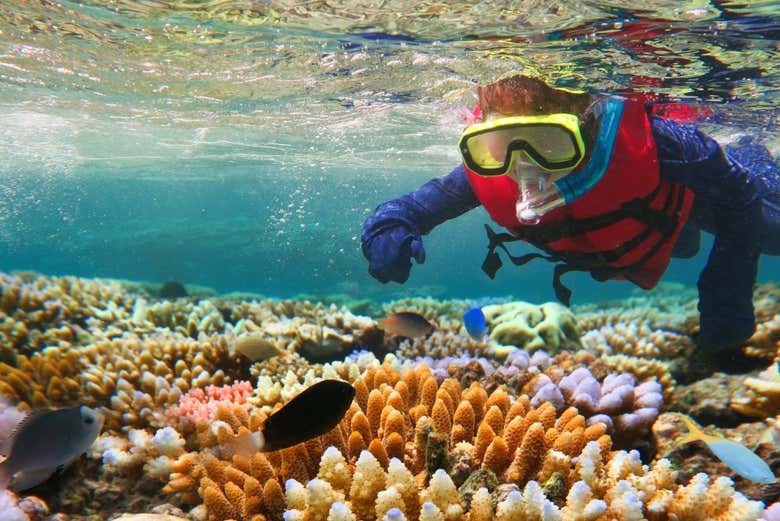 Snorkel en la Gran Barrera de Coral