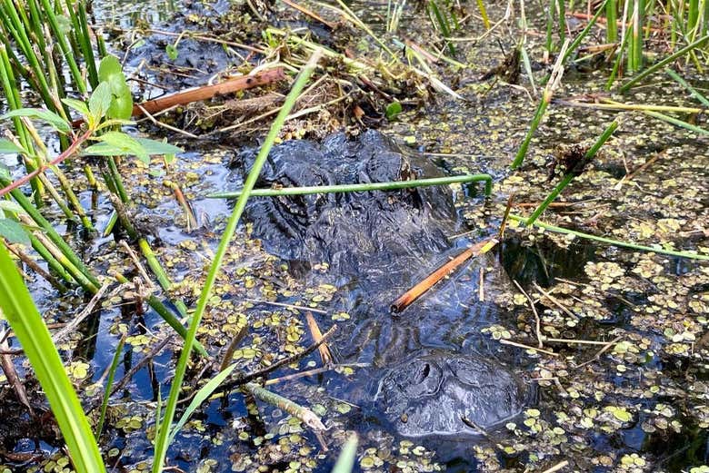 Excursión a los Everglades