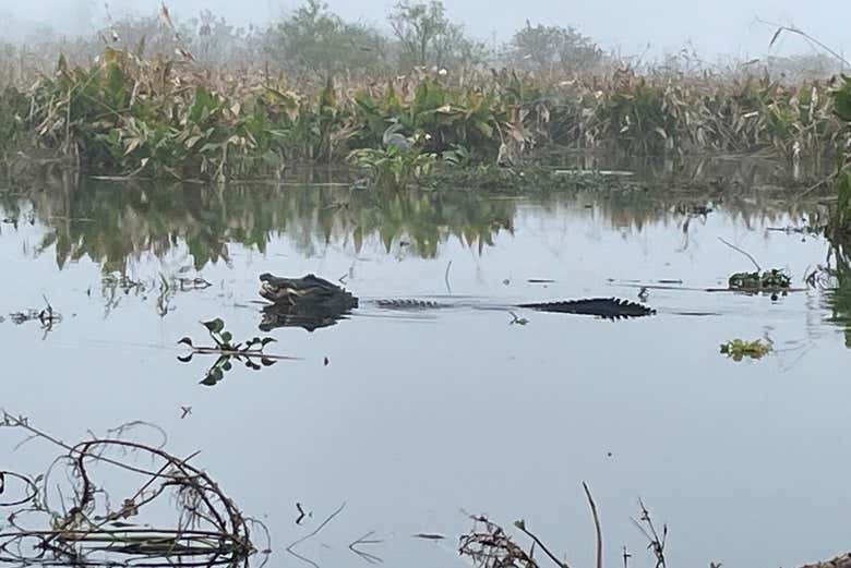 Excursión a los Everglades