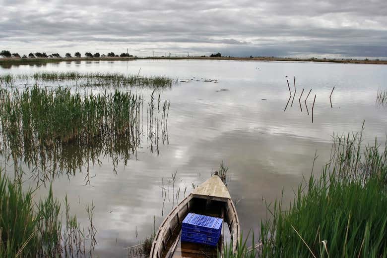 Avistamiento de aves en el Delta del Ebro