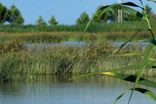 Avistamiento de aves en el Delta del Ebro