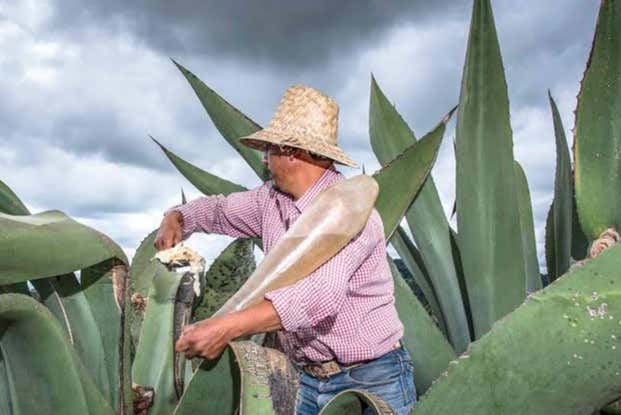 Degustación de pulque