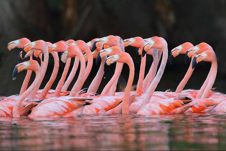 Tour por el valle del río Negro + Ecoparque Bubalcó