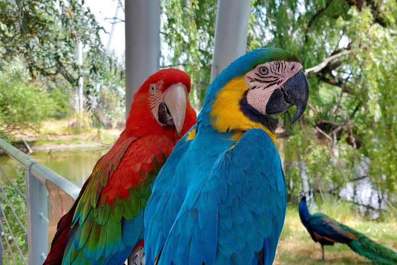 Tour por el valle del río Negro + Ecoparque Bubalcó