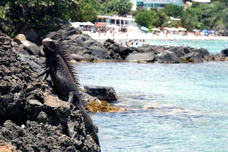 Tour por las playas de Saint Thomas