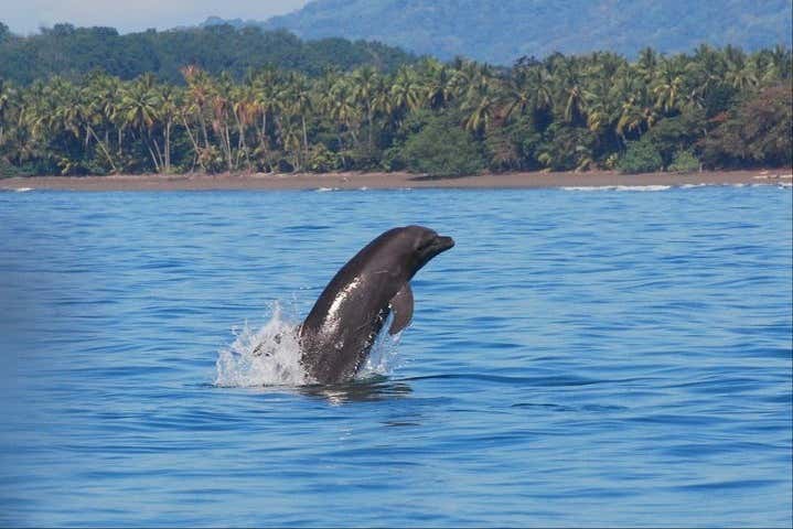 Avistamiento de cetáceos en el Parque Nacional Marino Ballena