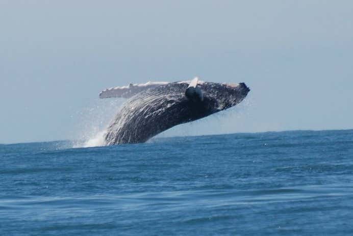 Avistamiento de cetáceos en el Parque Nacional Marino Ballena