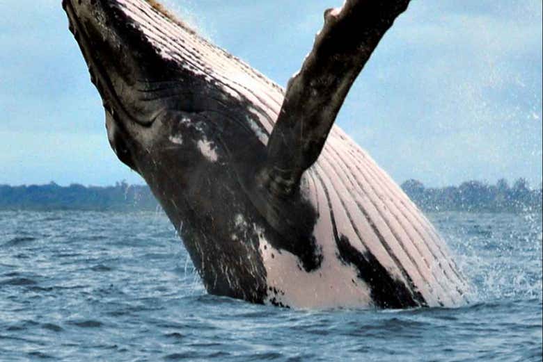 Avistamiento de cetáceos en el Parque Nacional Marino Ballena