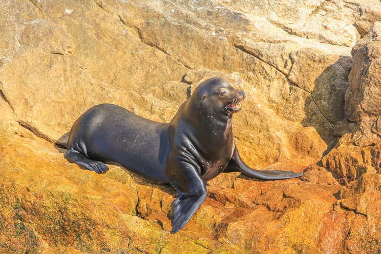 Excursión a la isla Coronado