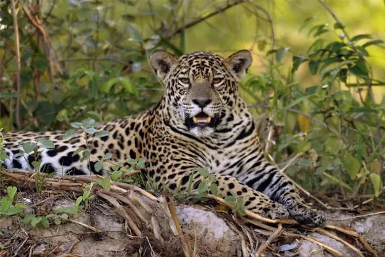 Safari por el pantanal de Mato Grosso