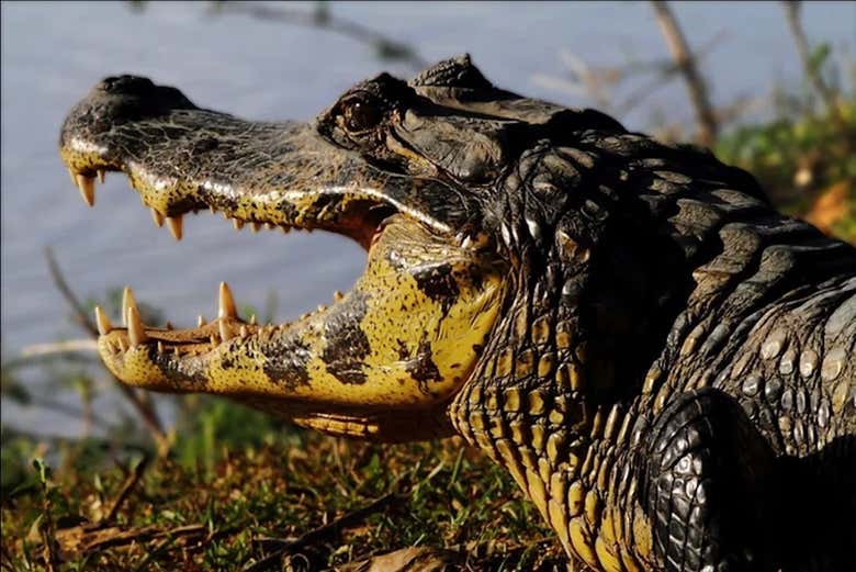 Safari por el pantanal de Mato Grosso - Galería 1
