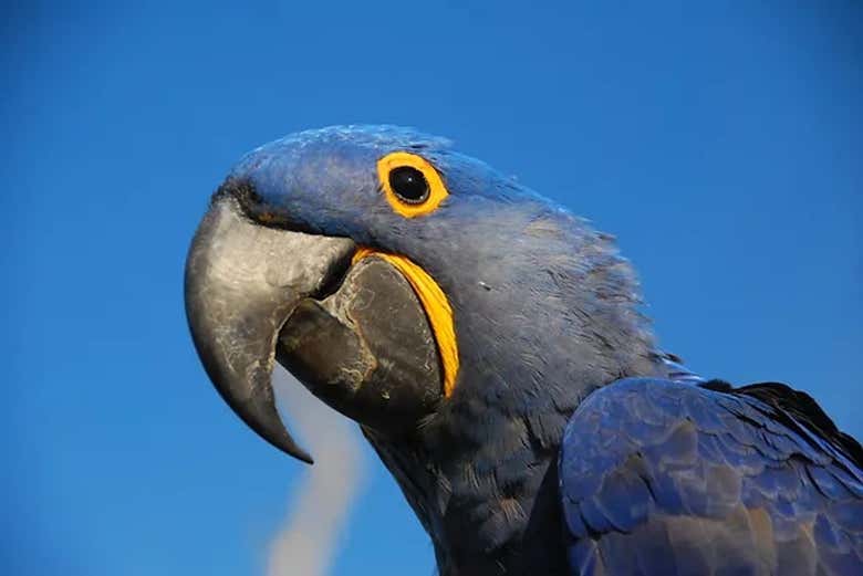 Safari por el pantanal de Mato Grosso - Galería 2