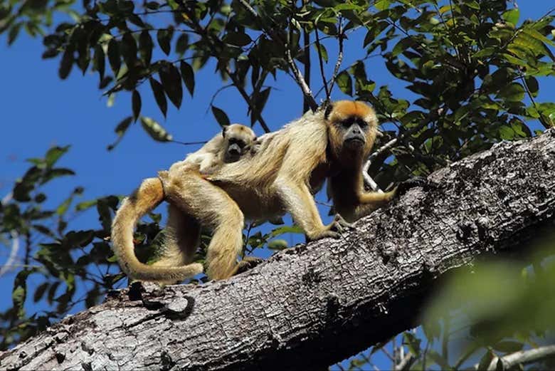 Safari por el pantanal de Mato Grosso