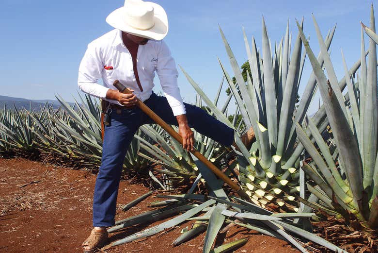 Excursión a Tequila con espectáculo mariachi + Tren José Cuervo Express - Galería 1