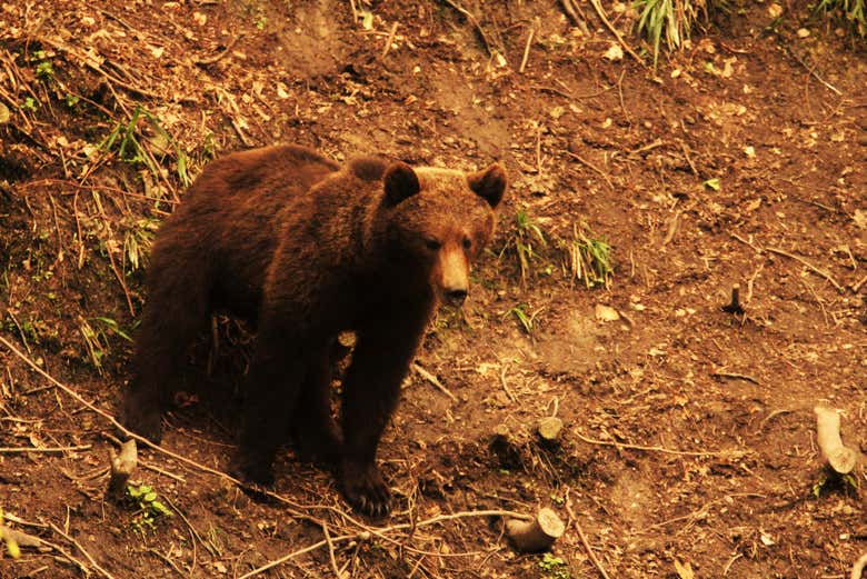 Avistamiento de osos en los Cárpatos rumanos