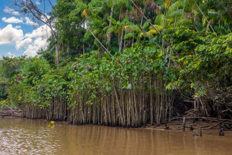 Paseo en barco por la isla de Combú