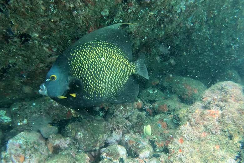 Bautismo de buceo en Ubatuba